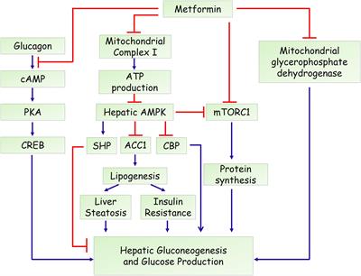 Molecular Mechanisms of Metformin for Diabetes and Cancer Treatment